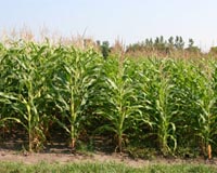Iowa State Researchers Study Ground Cover To Reduce Impact Of Biomass Harvest