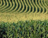 Greenhouse Time Machine Sheds Light on Corn Domestication