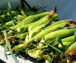 White rot fungus boosts ethanol production from corn stalks, cobs and leaves