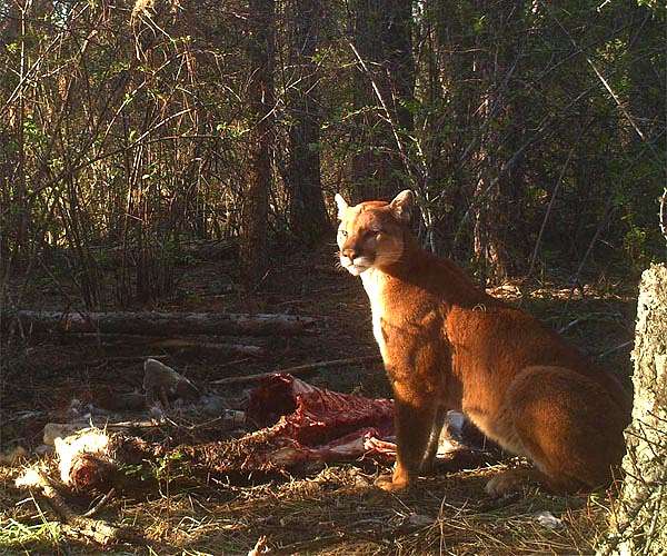 Carnivores living near people eat a lot of human food