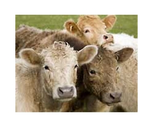 The Environmental And Social Impact Of The Bovine