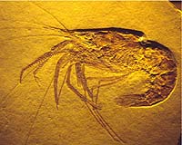 Emory Researcher Finds Crayfish Fossils Provide Missing Evolutionary Link