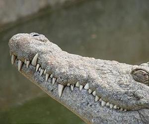 Philippines urged to free giant crocodile
