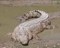 American crocodiles likely left Africa more than 5 million years ago