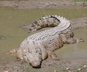World's largest crocodile dies in Philippines