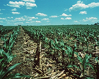 Analysis Of Biofuels' Indirect Land Use Effects Finds The Science Lacking