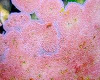 Coralline red algae has existed for over 430 million years