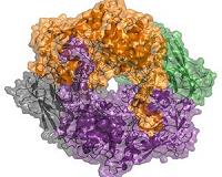 Closer look at microorganism provides insight on carbon cycling