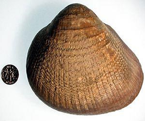 50-million-year-old clam shells provide indications of future of El Nino phenomenon