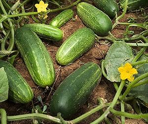 Large-scale deep re-sequencing reveals cucumber's evolutionary enigma