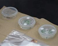 Plants Use Sixth Sense for Growth Aboard the Space Station