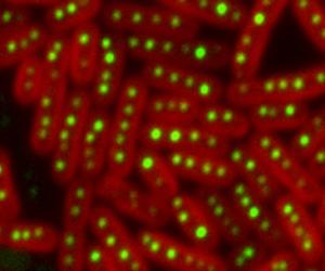 Bacteria Divide Like Clockwork