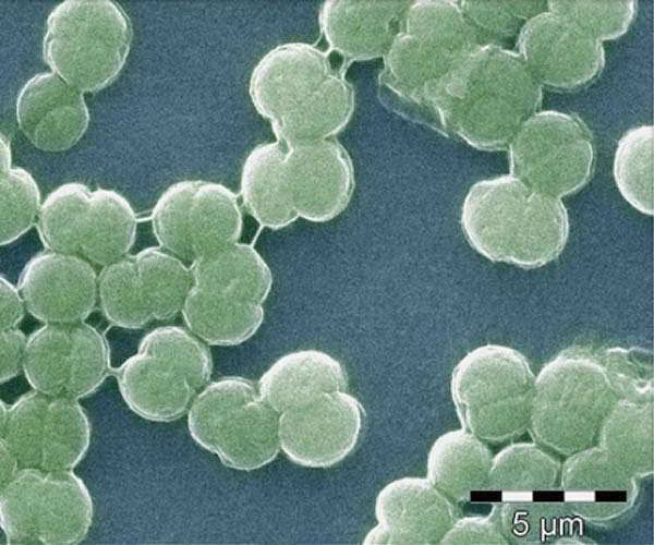 Scientists grow cyanobacteria under Mars-like conditions