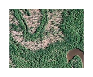 Mississippi Foresters Anticipate Biomass Boost