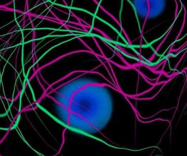 Weak magnetic field linked to increased oxygen and complex life emergence
