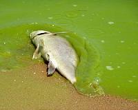 Climate change threatens one of Lake Erie's most popular fish