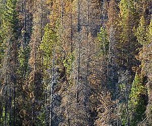 Slippery bark protects trees from pine beetle attack