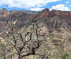 More Evidence for an Ancient Grand Canyon