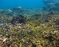 A Pacific locked in La Nina killed coral reef growth for 2500 years