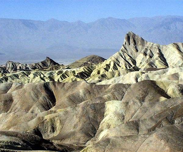 Death Valley plant reveals blueprint for building heat-resilient crops
