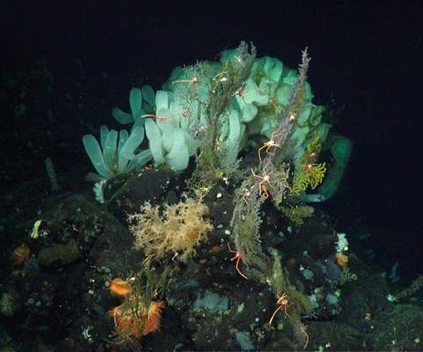 Scientists plan deep-sea expedition to probe 'dark oxygen'