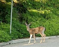 Fewer Deer may Mean Less Lyme Disease