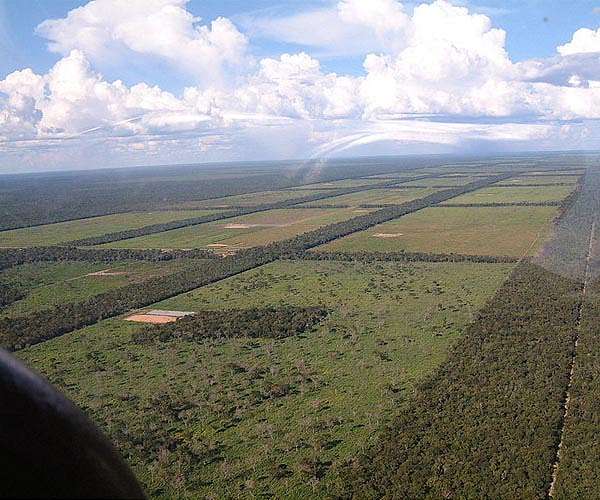 Carbon credits: a contested tool to fight deforestation