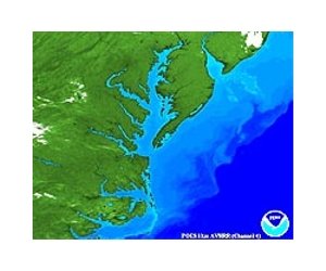 Cold suspected in Chesapeake fish kill