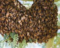 Study shows Africanized bees continue to spread in California