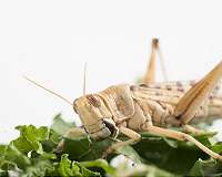 Locust swarm decimates crops in Sardinia