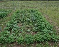 GM crops under the microscope at international debate