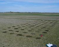 Mulching plus remediation corrects contaminated lawns