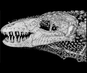 Digimorph: Bringing Fossils To Life