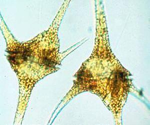Discovery illuminates elusive proton channel gene in dinoflagellate