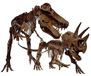 'Alien' horned dinosaur found in Canada