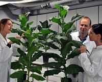 Genetically modified tobacco plants as an alternative for producing bioethanol