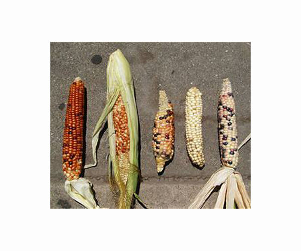 Science seeks ancient plants to save favourite foods
