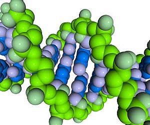 Biophysicists unravel secrets of genetic switch