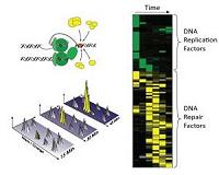Proteomics identifies DNA repair toolbox