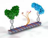 DNA nanotechnology places enzyme catalysis within an arm's length