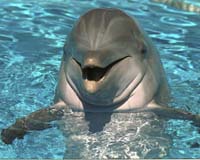 Australian town in Japanese dolphin back-flip