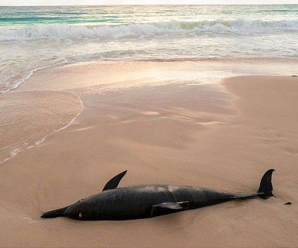 Scores of dying dolphins wash ashore beach in Somalia