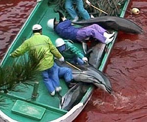 US envoy Kennedy tweets concern at Japanese dolphin hunt