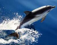 Whales And Dolphins Influence New Wind Turbine Design