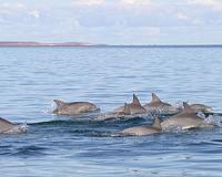 Just like humans, dolphins have social networks
