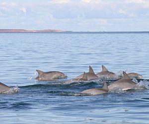 Scientists in search of cause of increase in dolphin deaths