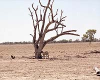 Study reveals Australia suffering from 'man drought'