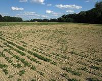 Brazil soy, corn production overcome drought