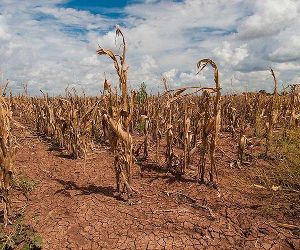 Regrow, not reuse: How restoring abandoned farms can mitigate climate change