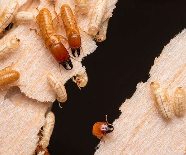 A family of termites has been traversing the world's oceans for millions of years